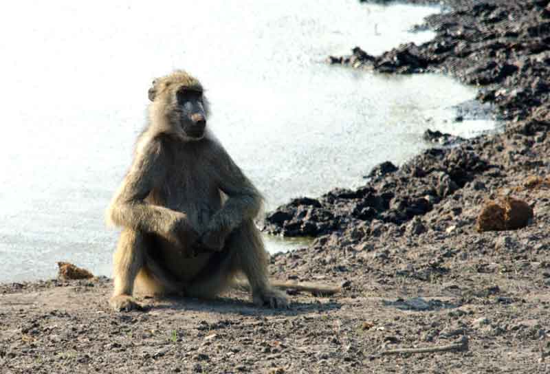 119 - Botswana - mono babuino - parque nacional de Chobe